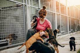 Lady helping Dogs